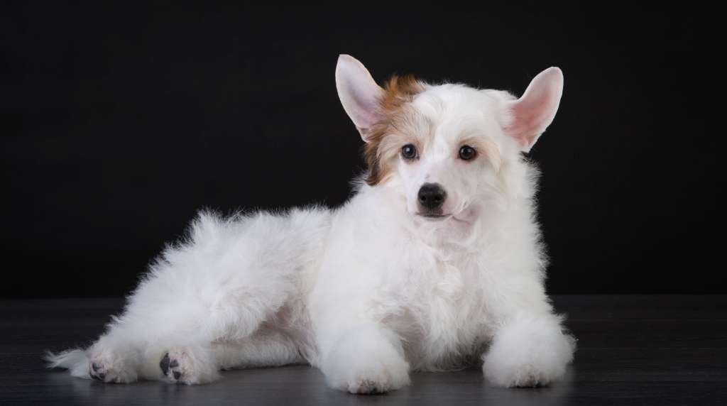 Dogland Happy On The Move