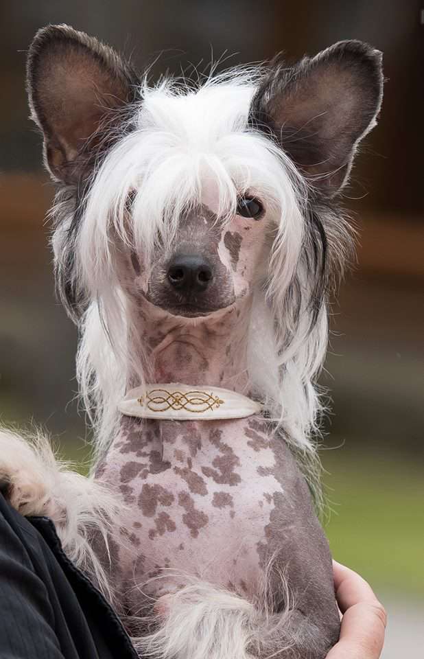 Akim Imaginedeityyork