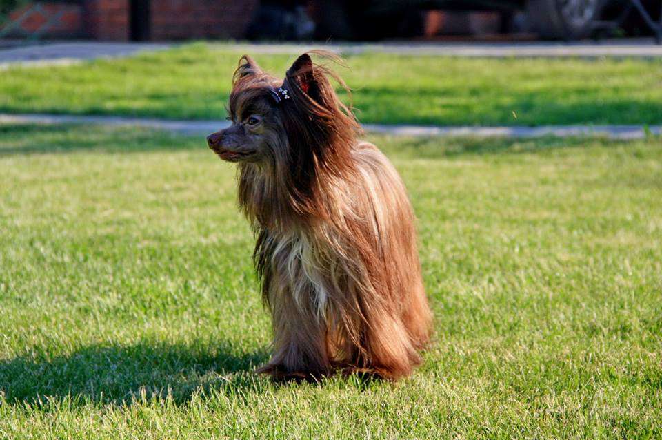 Luksorius Znoynaya Krasotka