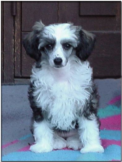 Maldinis Blue Diamond