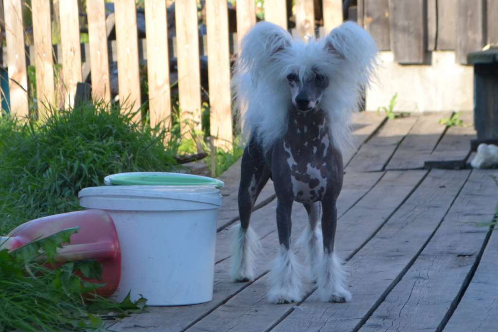 Vologodskiy Souvenir Baloven