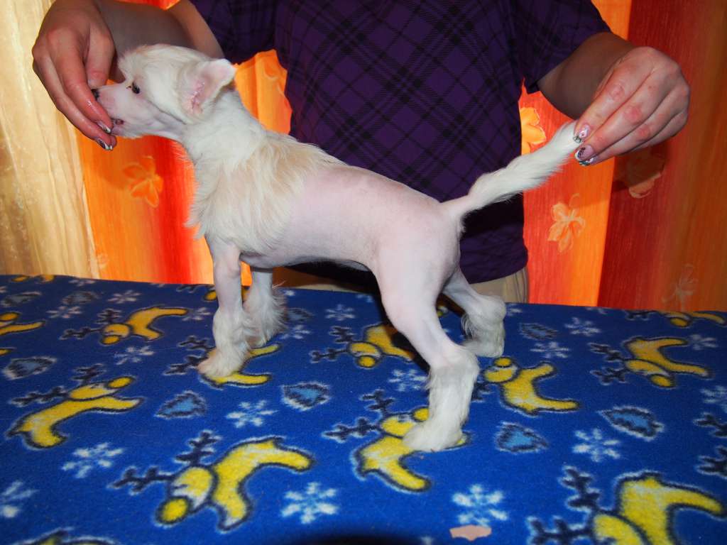 Jade Palomino Di Rabozi