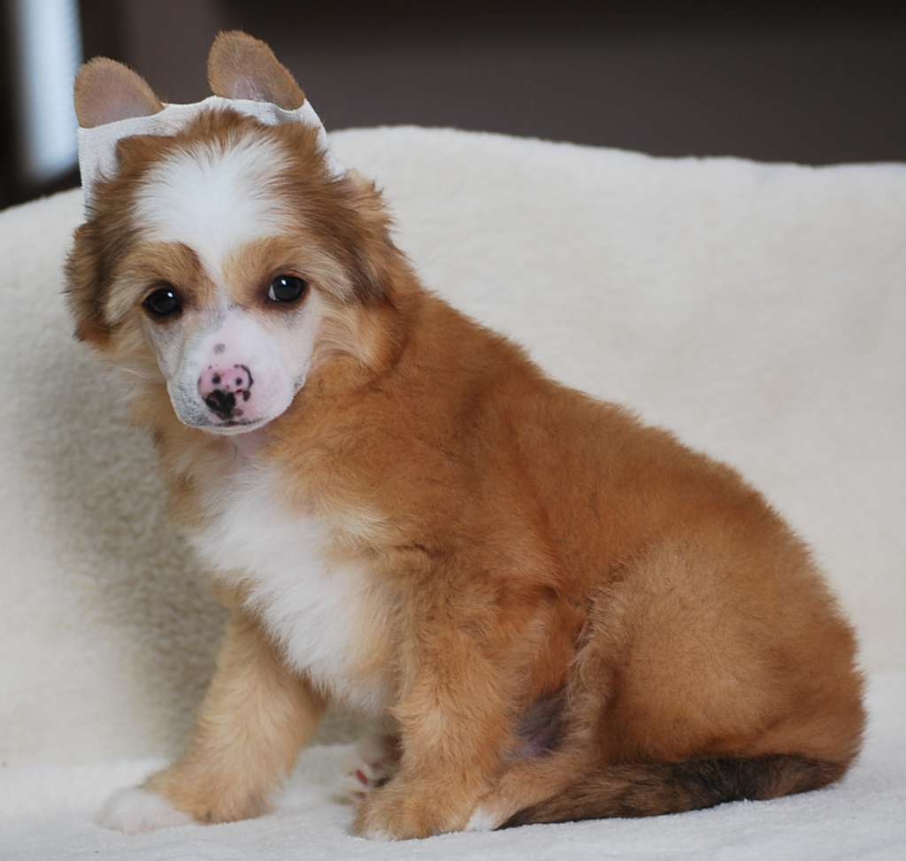 Little Dog Of Dream Mr Caïd