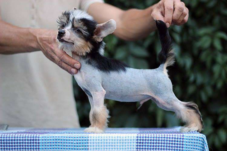 Mimi Dog Doll Forti