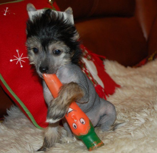 Chaina Dzhedai Pozelui Fortuny