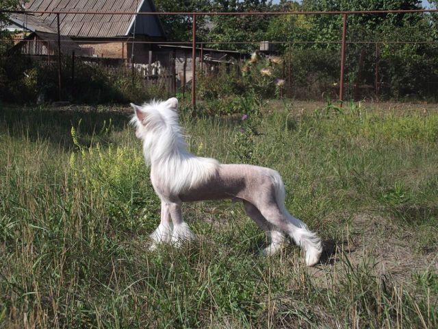 Legion Of Dream Fire Of Vavilona For Solo Elider