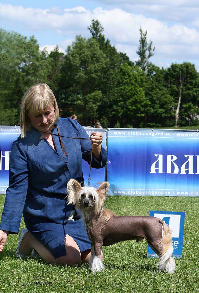 Una de Gato Avokaduh