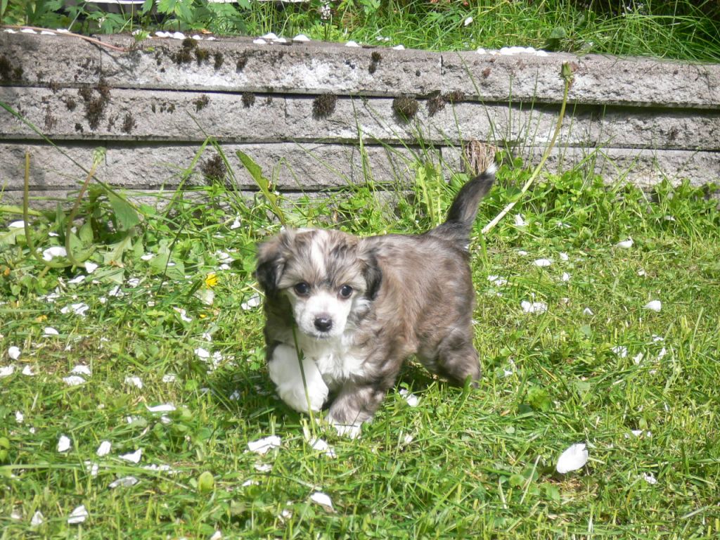 Camelina's Rocky Raccoon 