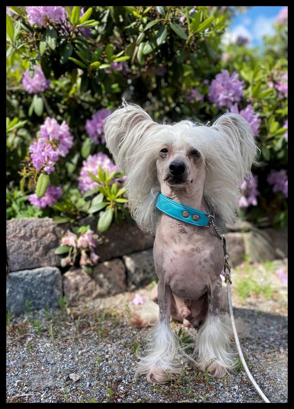 Candy Queen's Talk To The Hand