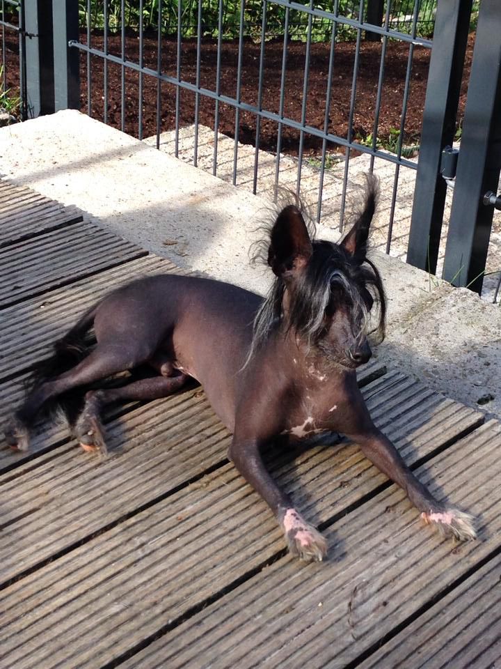 Orpheus von den Windpferden