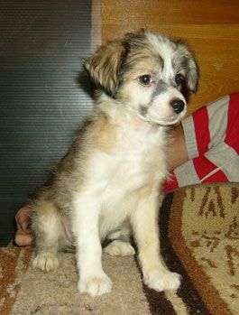 Sapfir iz Tsarskogo Sela Farik