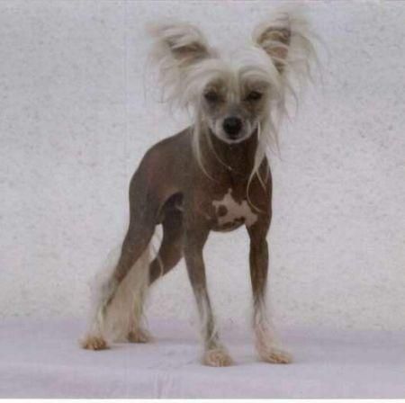 Flegmatik Alexa Lachesis