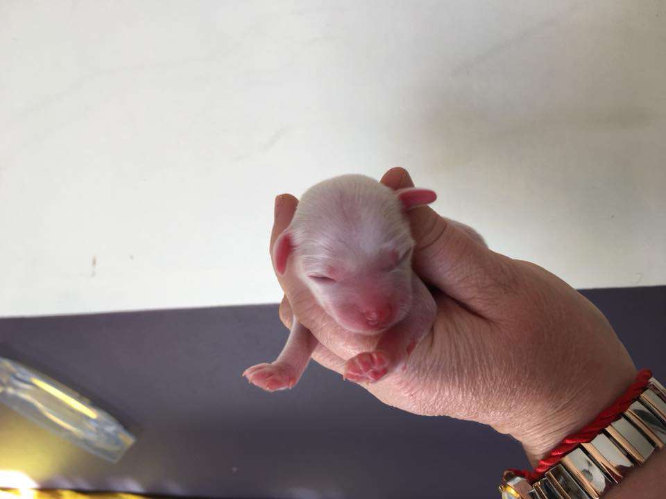 Tournais Shake Your Moneymaker