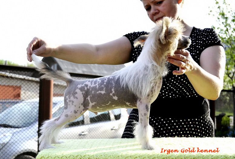 Irgen Gold Hypnotic Poison