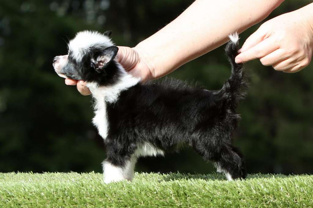 Incanto Del Mondo Black-White Posh Pup