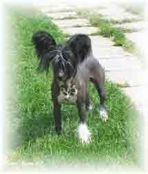 Rimabra's Elvis Crestley