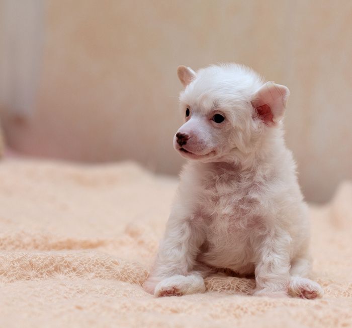 Shanel Glamur Doux Nuage