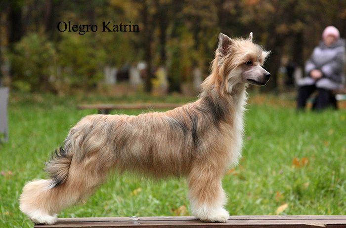 Olegro Katrin Diplomatiya.