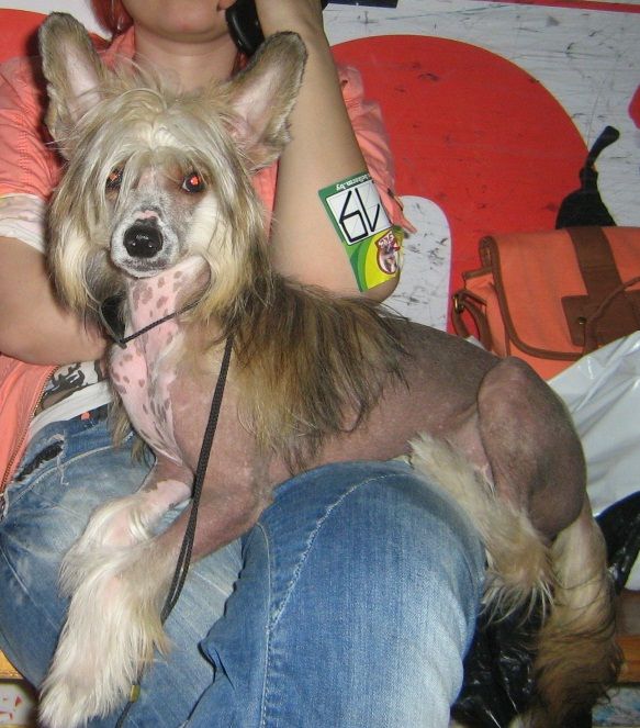 Orero Lovely Sherwood