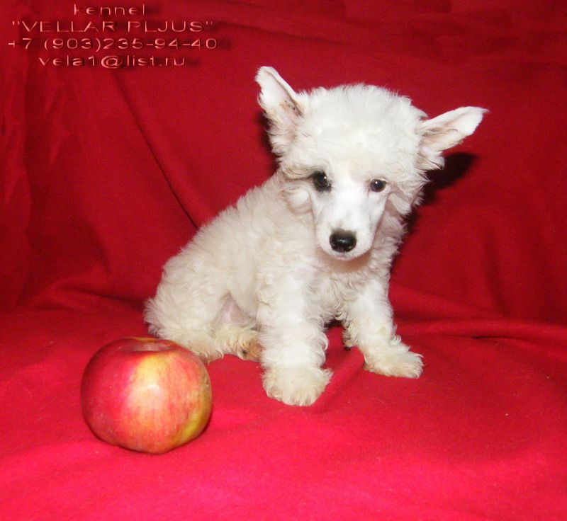 Vellar Pljus Snezhniy Angel