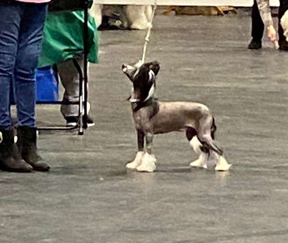 Scherzando Lionheart