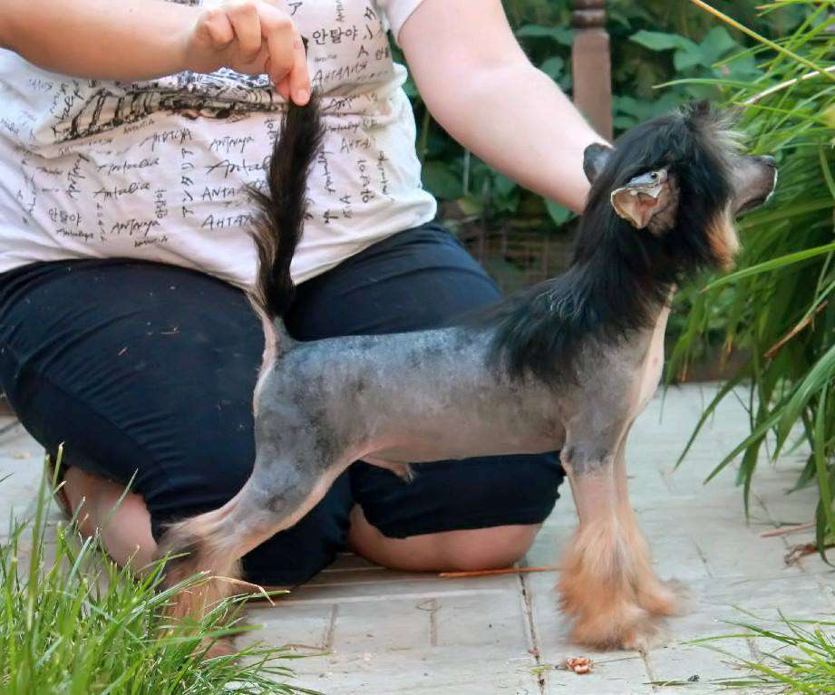 Rikey Molosos Gratzi