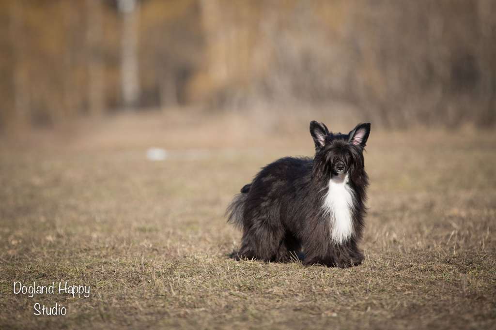 Dogland Happy Novella