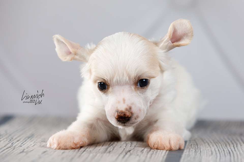 Ilory Raffaello Candy