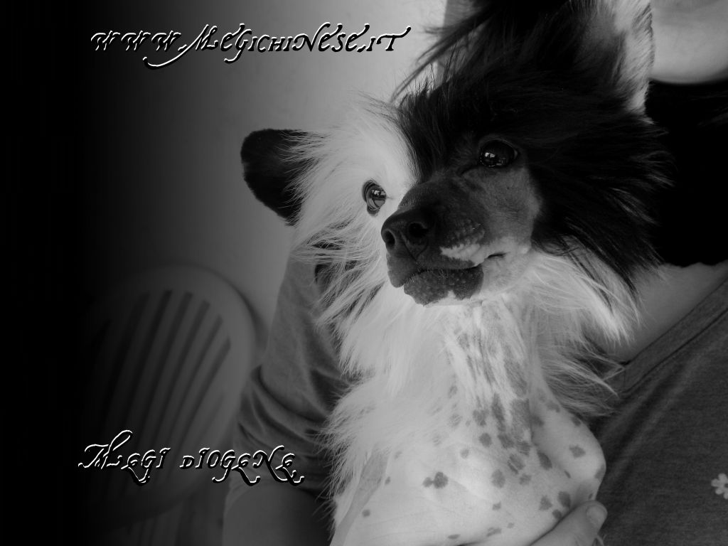 Megi Diogene Figlio di Dio