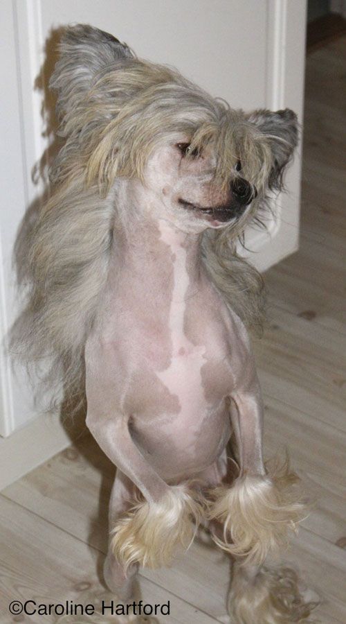 Xodix Charming Ruby Boy