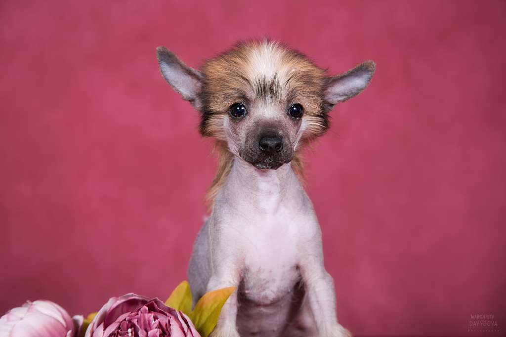 Fiery Fame Tasty Tiramisu