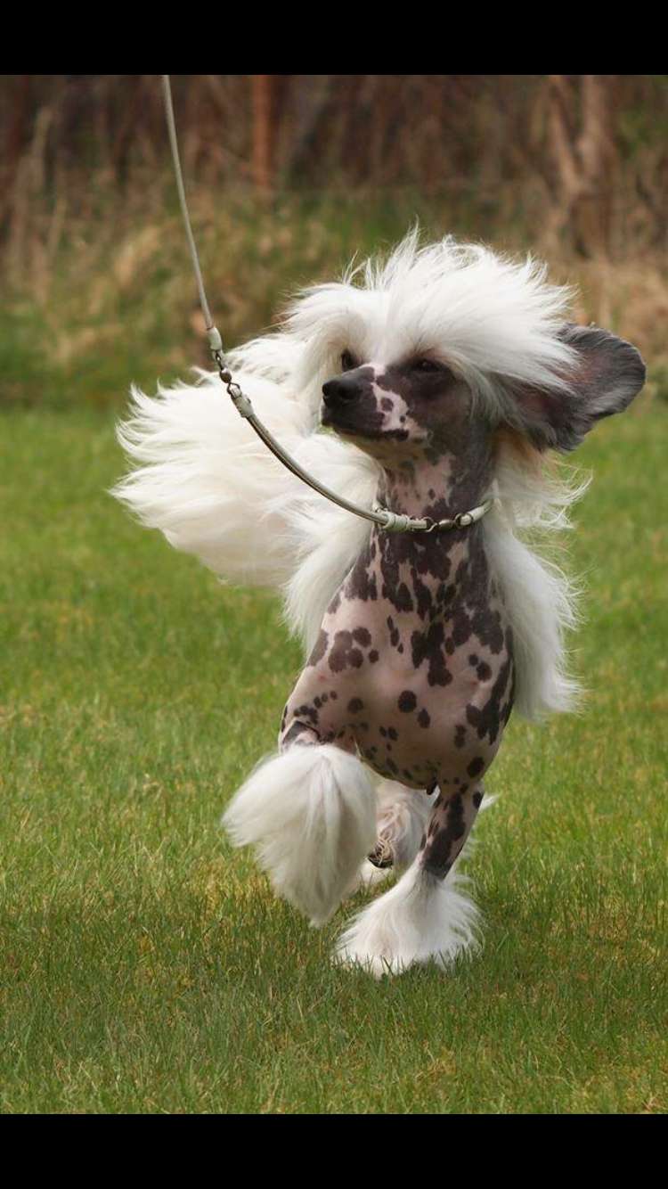 Lionheart Kause I'm Worth It