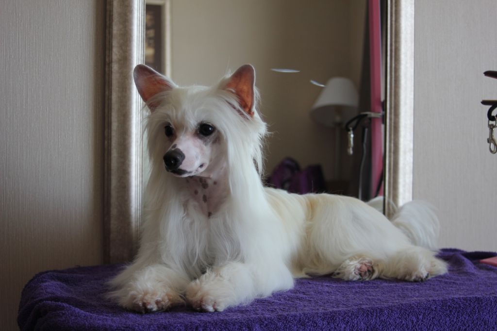 CH Taja Birthday Cake