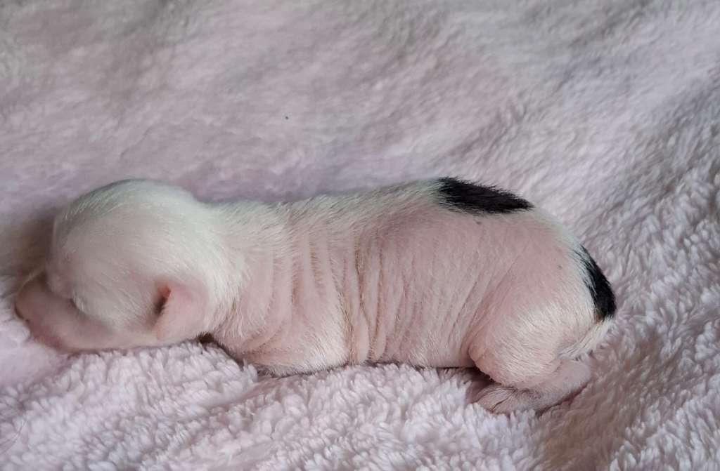 Chic To Chic MandrÁgora