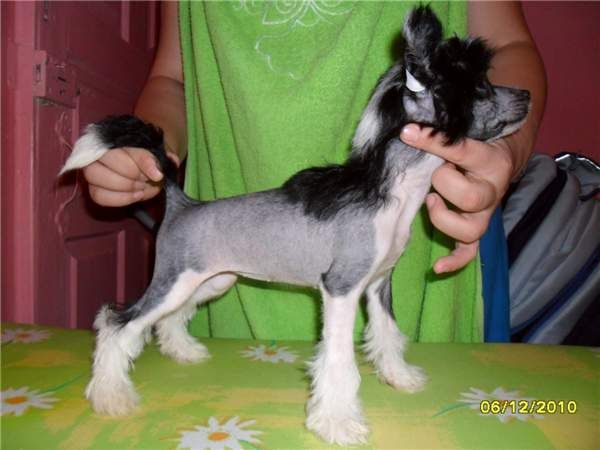 Nica The Babe Of Love Minodora