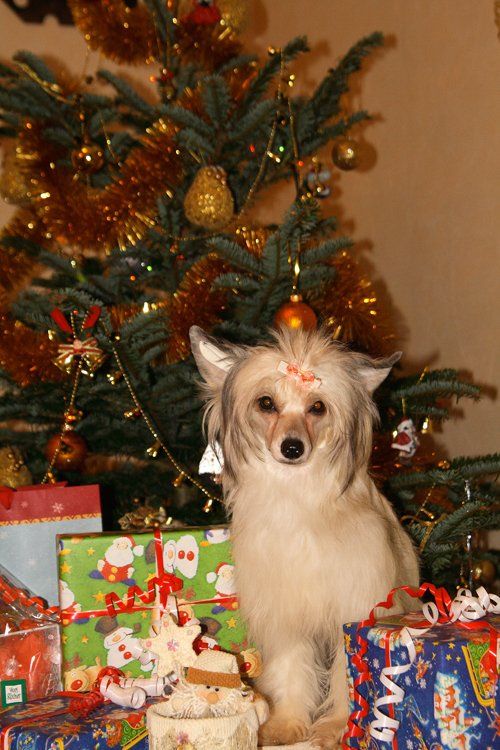 Atlant Kordiall Zanga Vanga