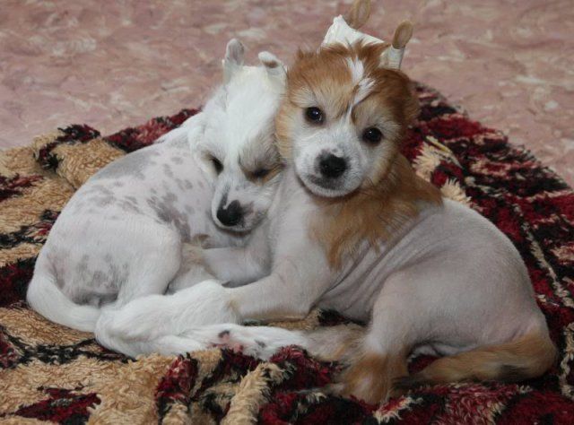 Karnelius Luke Skywalker