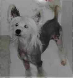 Bricor-leewin Kojak D'tritam