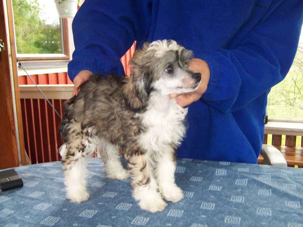 Sea Fire's Zackarias