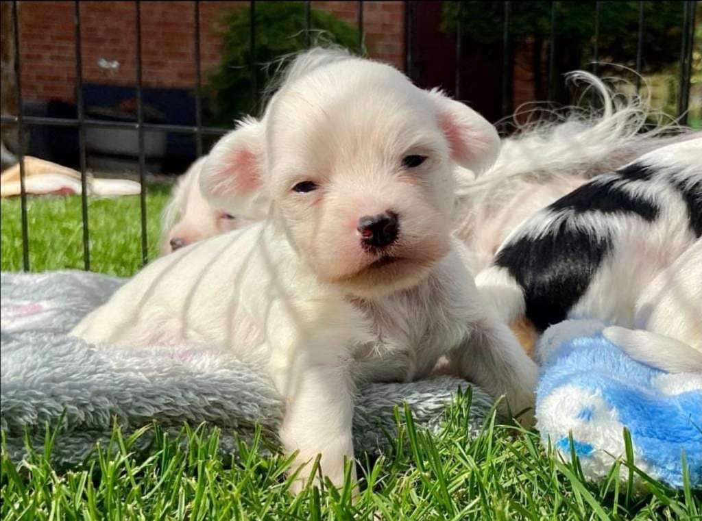 Crazy Cresteds Lafayette YaNa