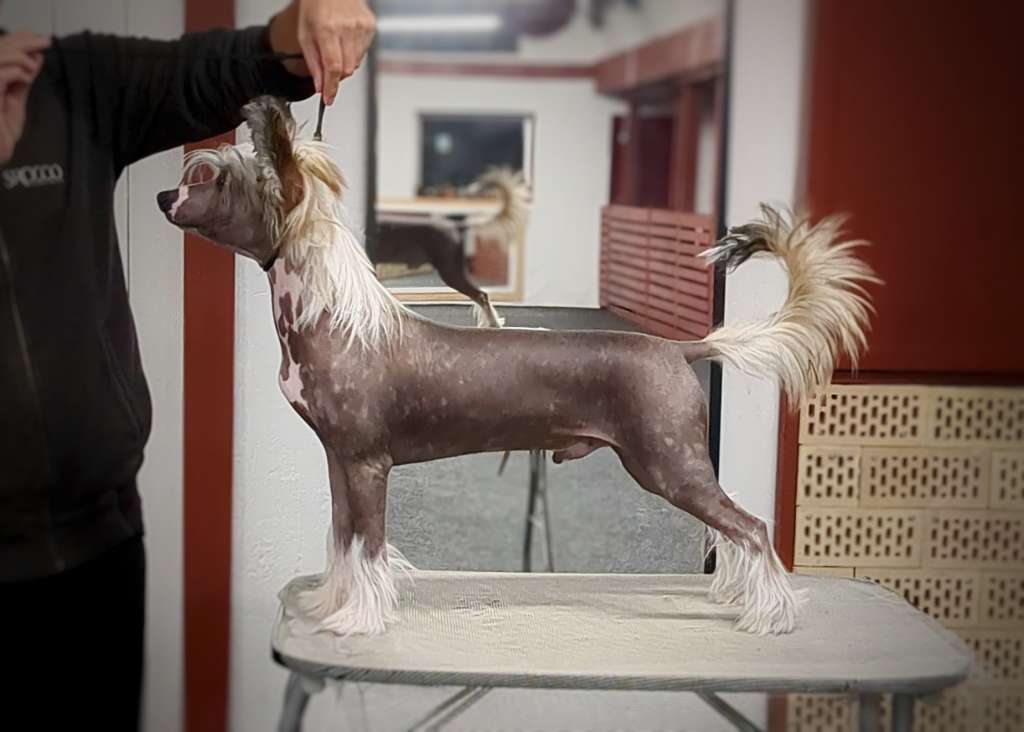 Sirocco Xqs Me I'm Barely Dressed