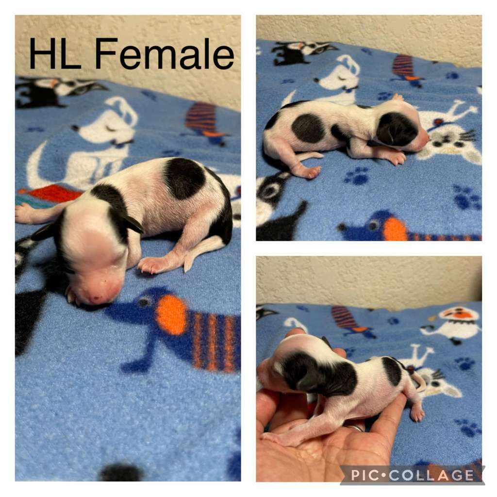 Gaga's Gossip Girl Haus of Envy