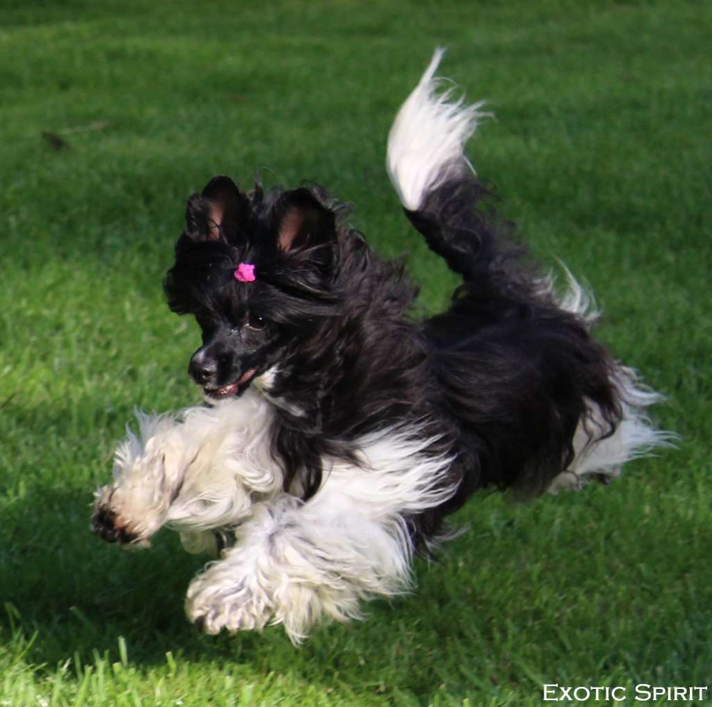 Kassiopeia Z Valdorfskych lesu