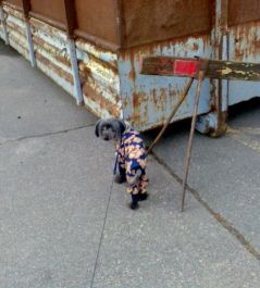 Jettafon's Cute Loveletter