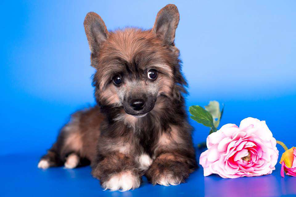 Star Dynasty Hearty For Love