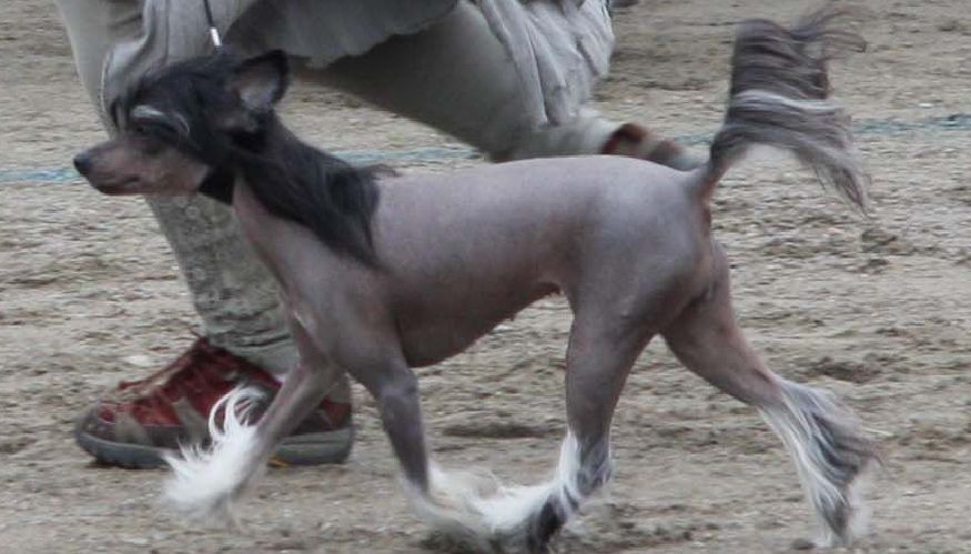 Love Over Gold's Money Maker