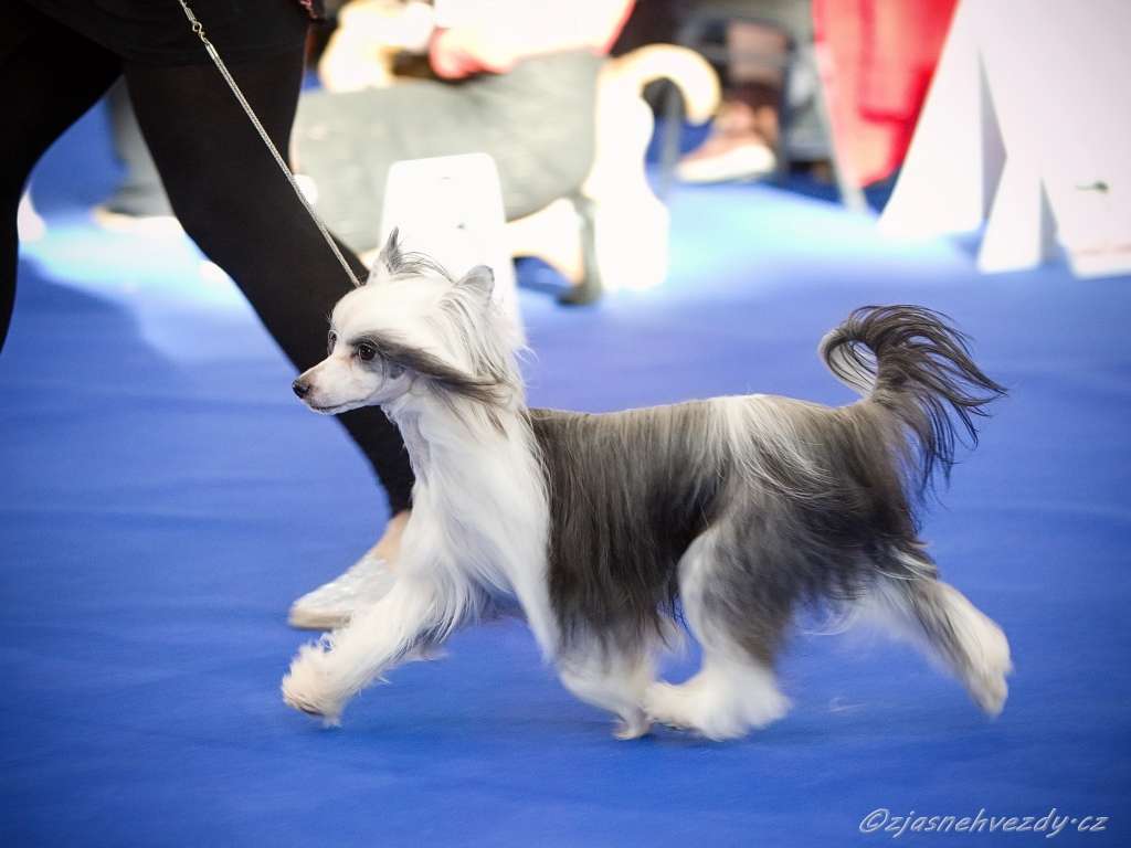 Dolly Dancing Pretty Sweet