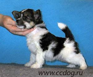 Vivat Sanraiz Madam Butterfly