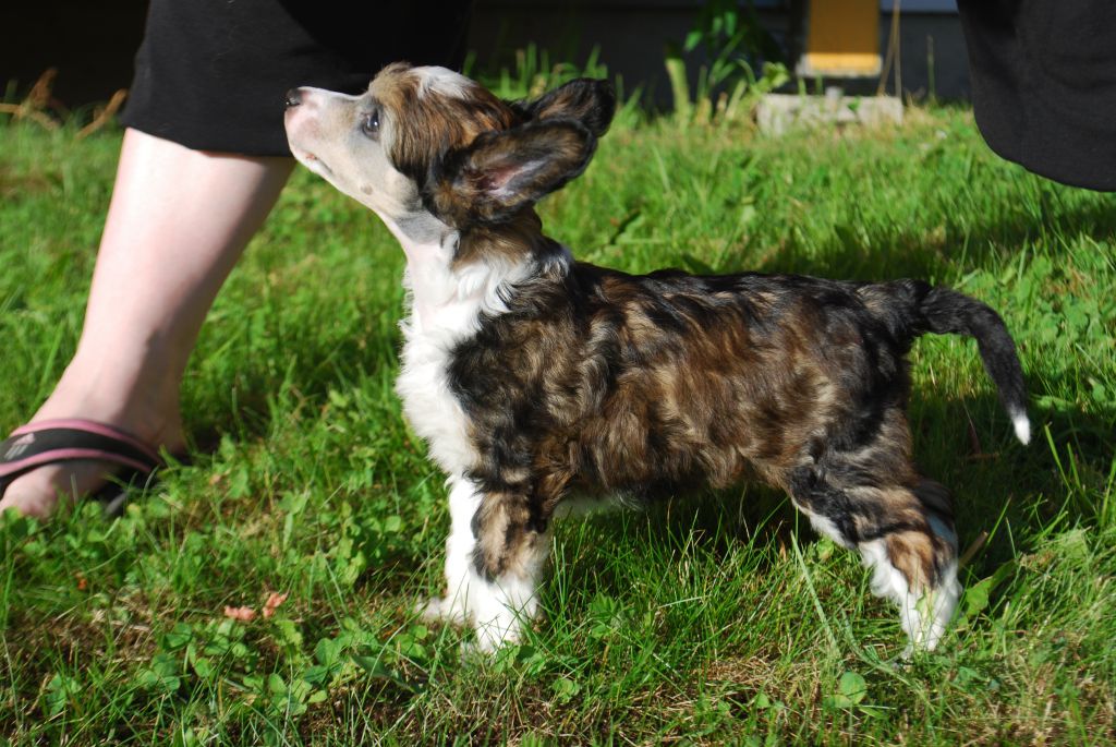 Moelmo's Pay it Forward