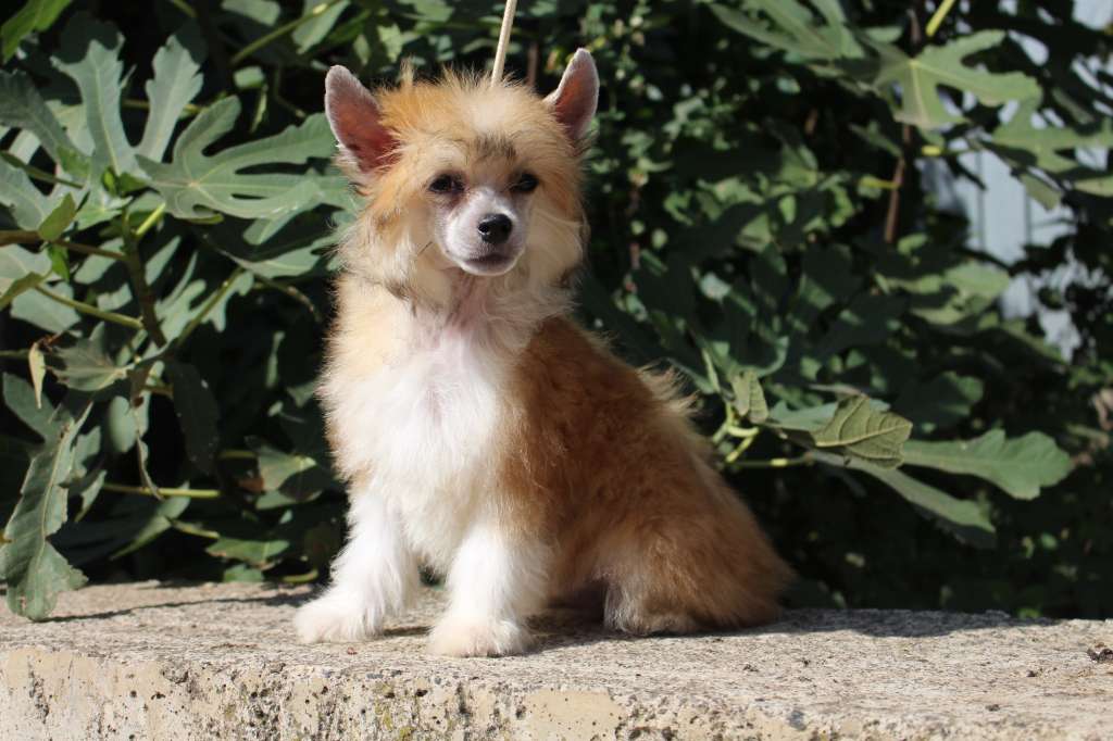 Become a Legend deFageiro